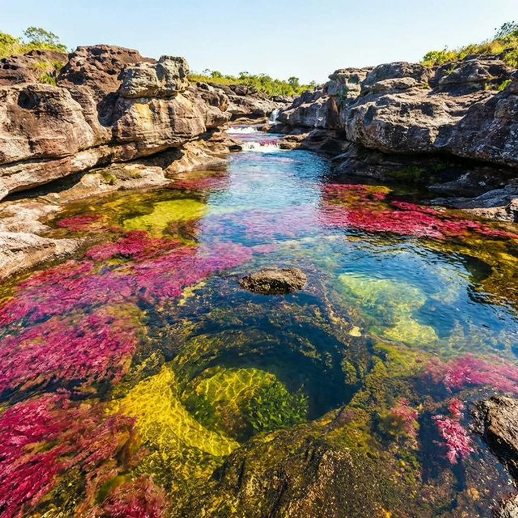 The Magic of Caño Cristales: Visiting the River of Five Colors (2026)